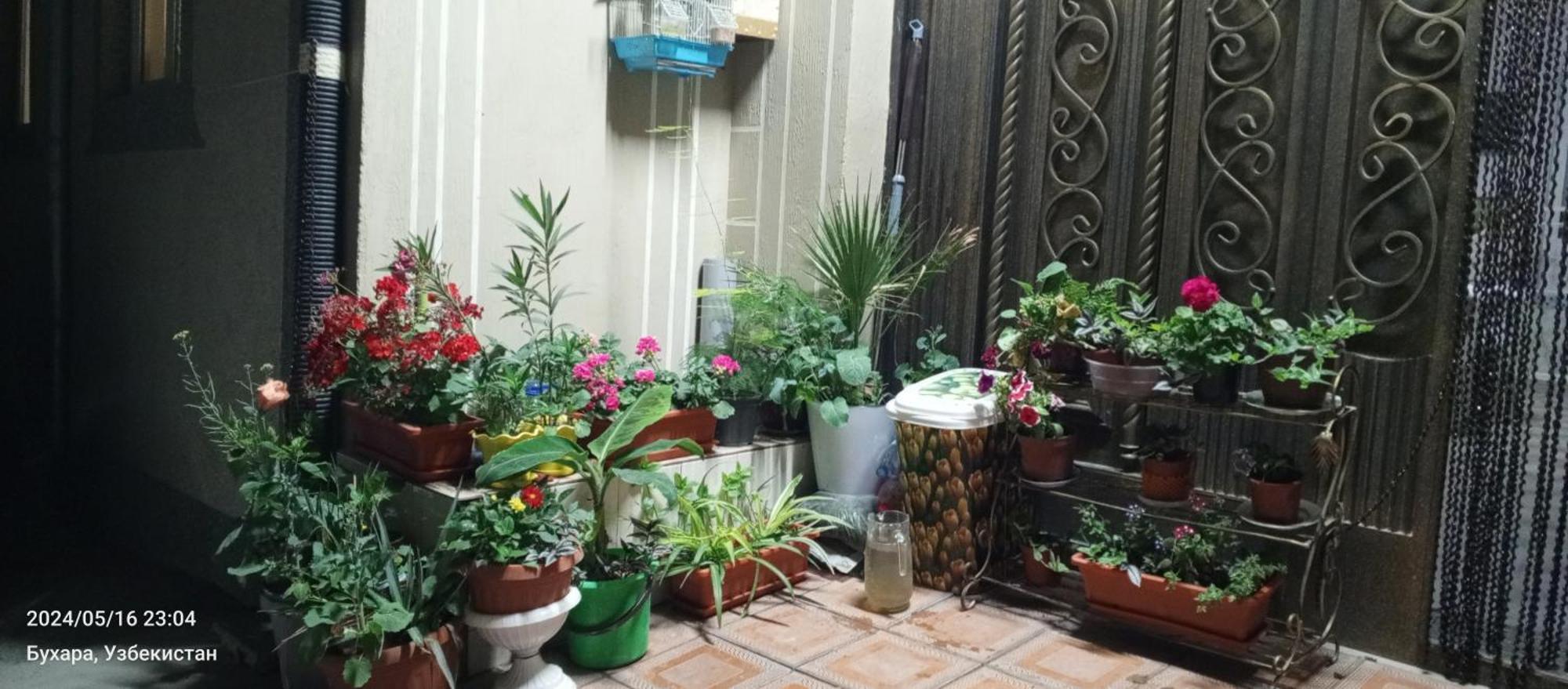 Hotel Guest House Golden Degrez Μπουχάρα Εξωτερικό φωτογραφία